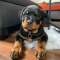 50% Off Special little Rottweiler puppies.