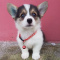 Charming Pembroke Welsh Corgi Puppies Available