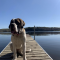 Great Dane X St. Bernard Puppy for Sale