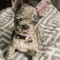 Healthy French Bulldog Puppies For Sale
