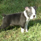 CKC Boston Terrier Puppies !!