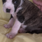 Pitt puppies