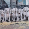 Adorable Dogo argentino pups (915) 440-3293