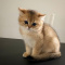 British Shorthair Kitten