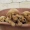 Healthy Golden Retriever Puppies