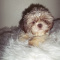 Imperial Shih Tzu Female Full AKC Lavender