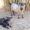 White Peacocks / Nigerian Moon Spot Goat