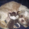 Imperial Shih Tzu Male Puppy Our Last Imperial