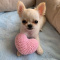 Cute teacup chihuahua puppies