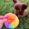 lovely happy puppies