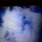 Persian Kittens