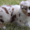 adorable Australian Shepherd puppies