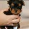 Adorable Teacup Yorkie puppies Ready