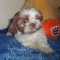 Shih Tzu Puppies AKC Parents Tiny