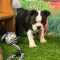 Adorable Puppies for sale