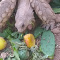 Nigerian Dwarf Goat Sulcata Tortoise Hatchlings