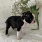 Beautiful Boston Terrier puppy