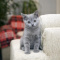 Beautiful Male and Female Maine coon kittens for sale