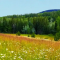 Martinson, Barnhartvale acreage Acre162