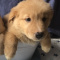 Puppies for sale