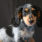 Beautiful Dachshund puppy