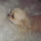 ISO Female Chihuahua
