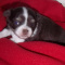 Arizona's AKC Long Coat Chihuahua