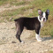 CKC & APRI Boston Terrier Puppies !!