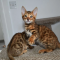 male and female bengal kittens for sale