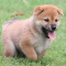 Shiba inu