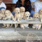 Golden Retriever Puppies - AKC, OFA