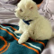 Adorable outstanding Maltese puppies ready