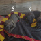 Cane Corso puppies