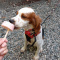 Brittany Spaniel / Cocker Spaniel Cross Male puppy