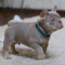 AKC reg. French Bulldog Puppies for sale