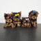 AKC reg. Teacup Yorkie puppies