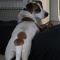 St. Bernard Labrador mix