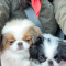 Japanese Chin Puppies