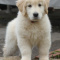 Golden Retriever puppies male and female for sale
