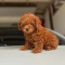Toy Poodle Puppies available for sale