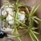 Striped spider plants