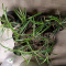 Potted spider plants
