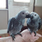 African Grey Talking Parrots For Sale