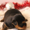Milo -Male Yorkshire Terrier