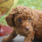Mia -Female Red Toy Poodle AKC