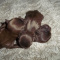 Chocolate Shih Tzu Female Puppies Full AKC