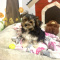 Yorkipoo boy!
