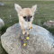 Long haired Red Chihuahua Make