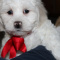 Teddy Bear Puppies