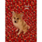 CKC Male Pomeranian Puppies